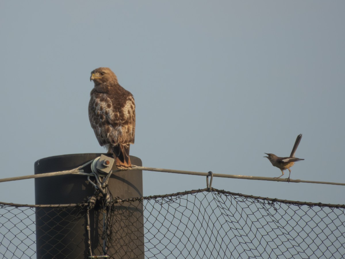 Red-tailed Hawk - ML637990666