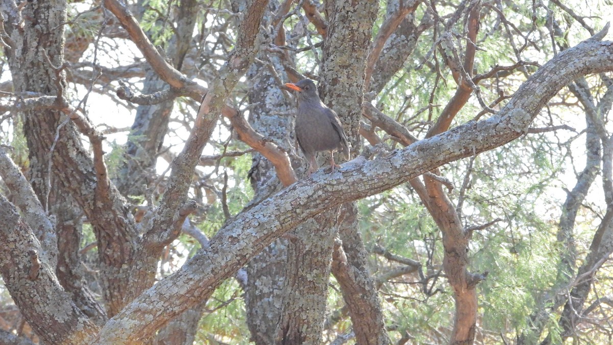 Chiguanco Thrush - ML637990686