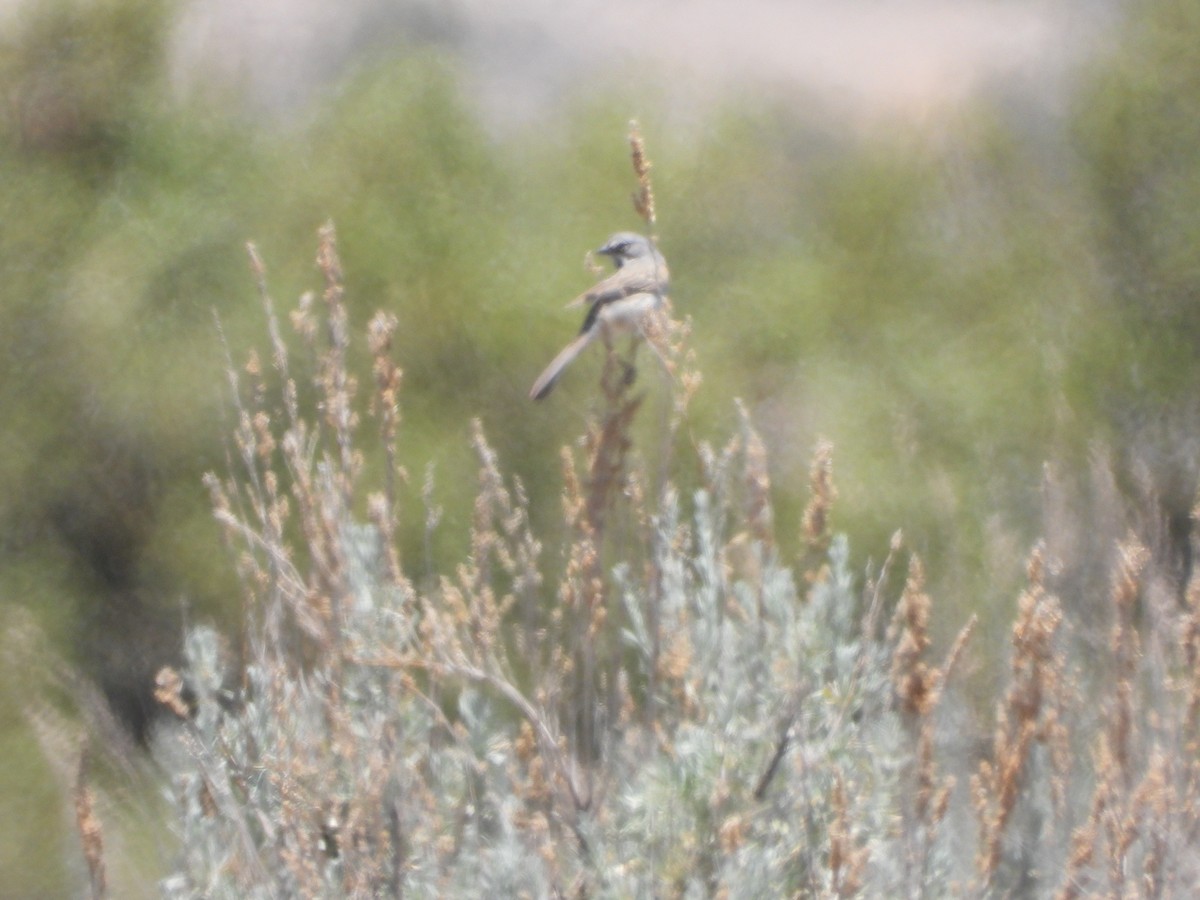 Bell's Sparrow - ML637990740