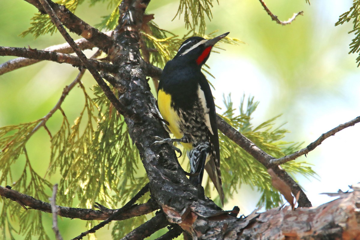 Williamson's Sapsucker - ML637990752