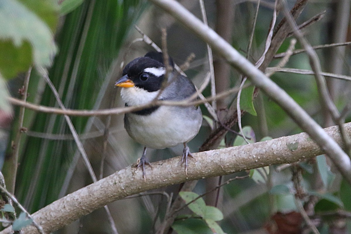 Saffron-billed Sparrow (Gray-backed) - ML637990789