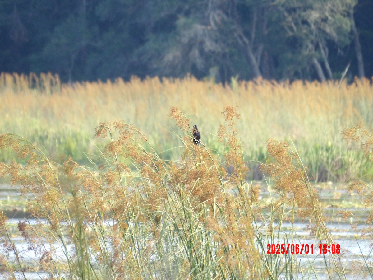 Red-winged Blackbird - ML637990793