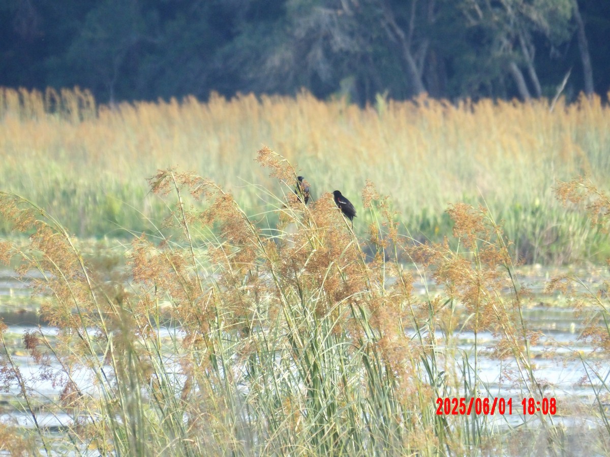 Red-winged Blackbird - ML637990795