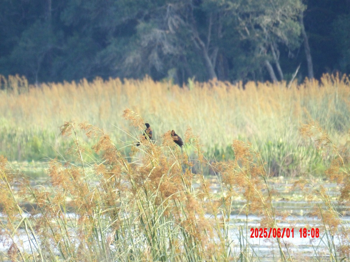 Red-winged Blackbird - ML637990797
