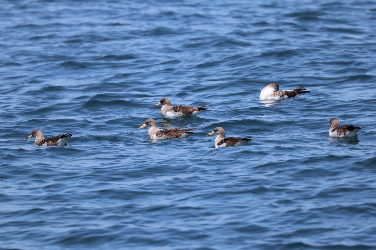 buřňák atlantský - ML637990827