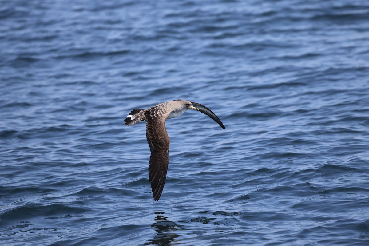 buřňák atlantský - ML637990835