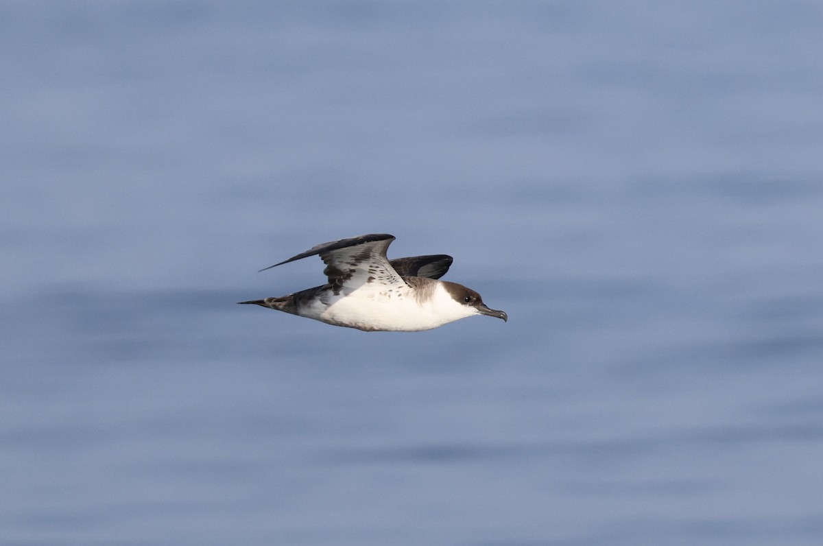 buřňák velký - ML637990850