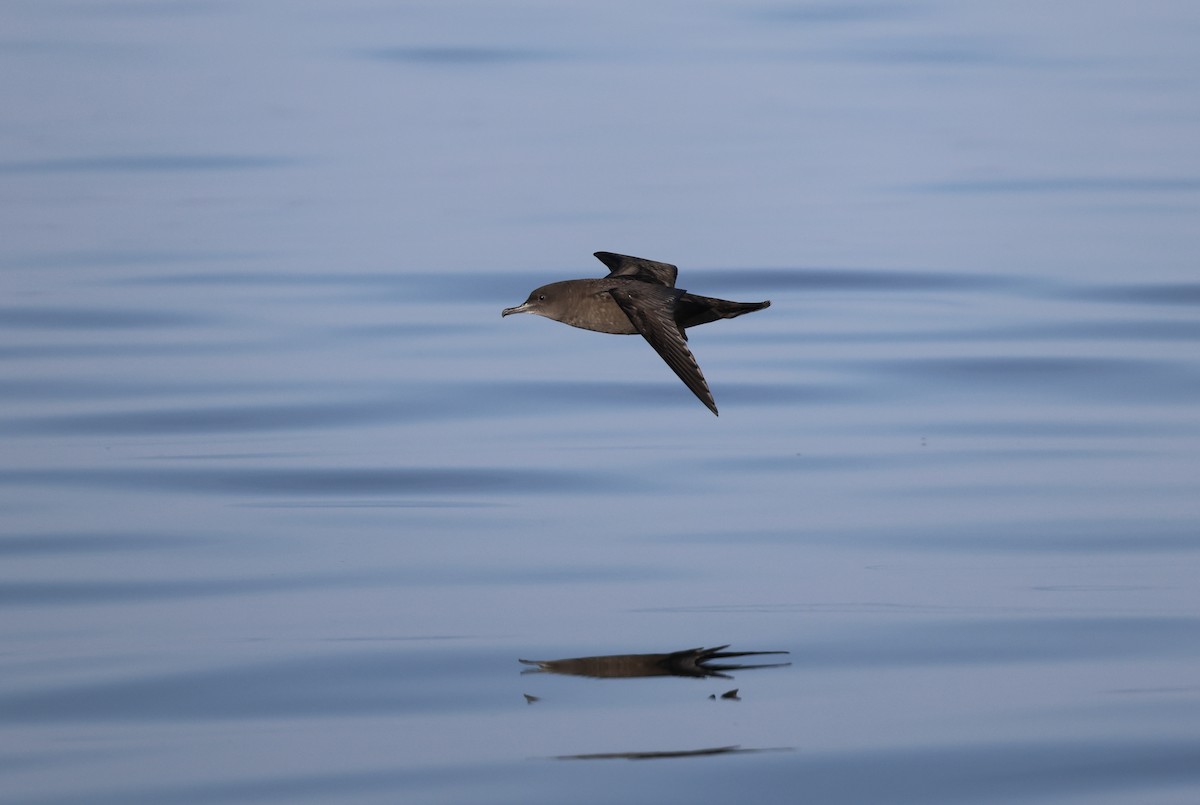 buřňák temný - ML637990855