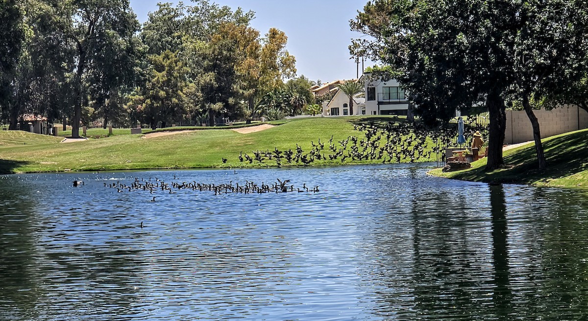 Neotropic Cormorant - ML637990861