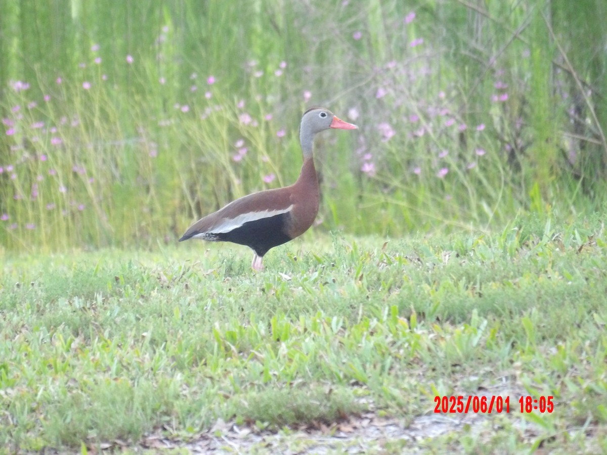 Black-bellied Whistling-Duck - ML637990866