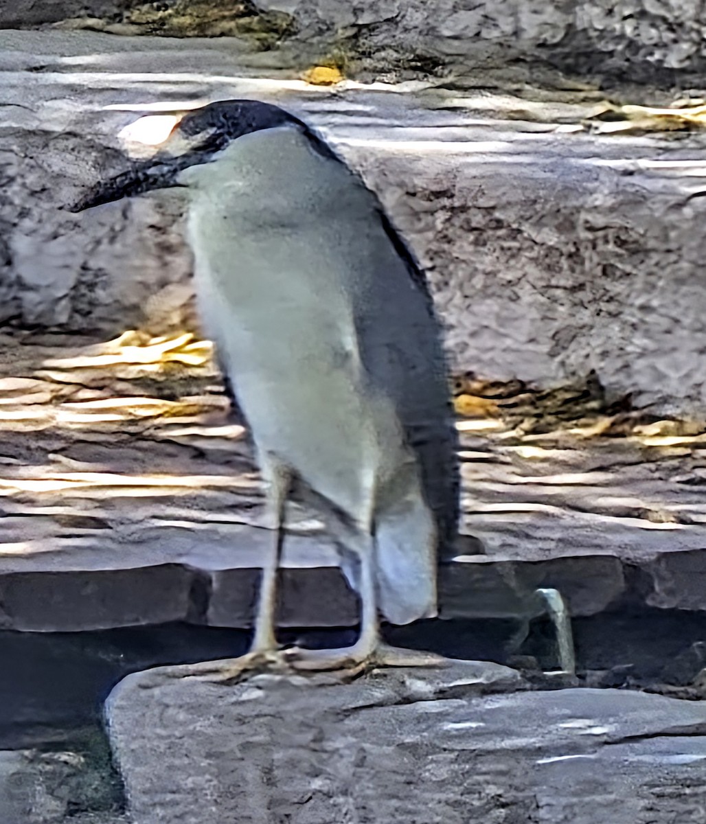 Black-crowned Night Heron - ML637990914