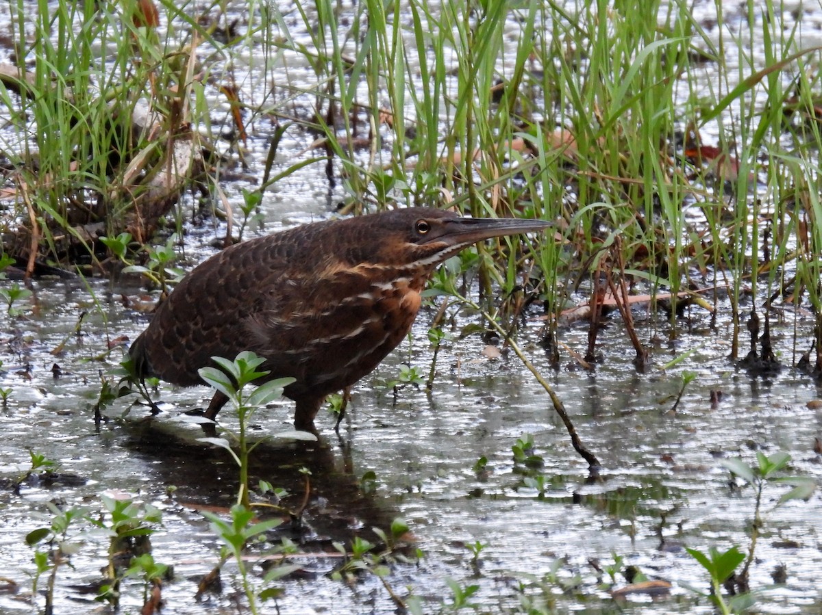 Black Bittern - ML637990916