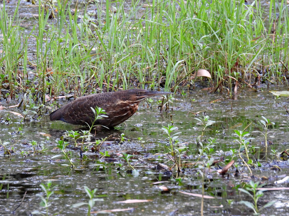 Black Bittern - ML637990917