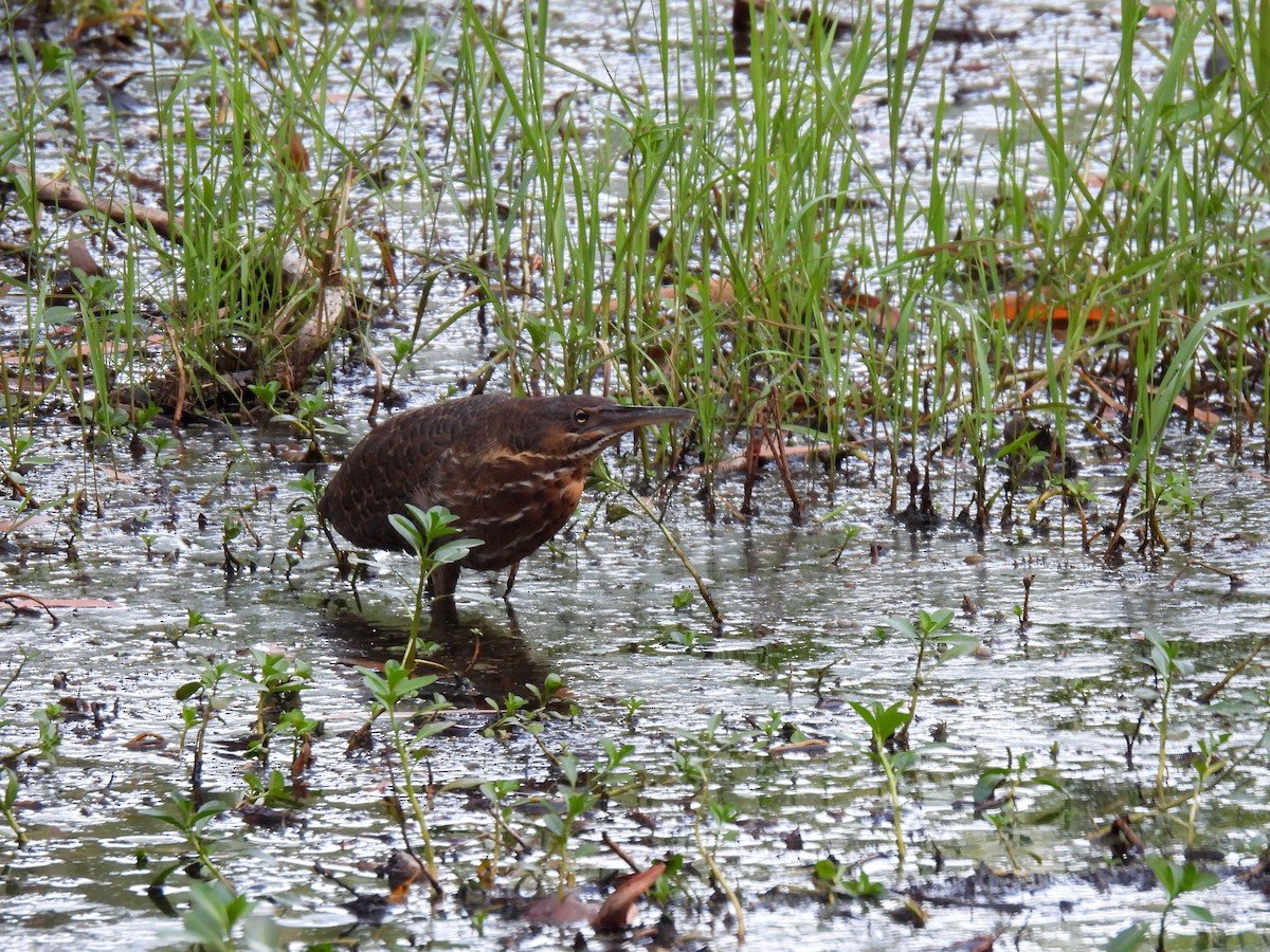 Black Bittern - ML637990918