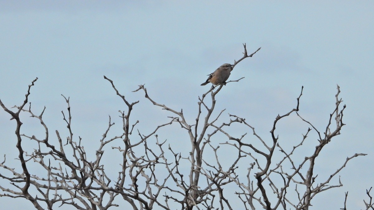 Patagonian Mockingbird - ML637990934