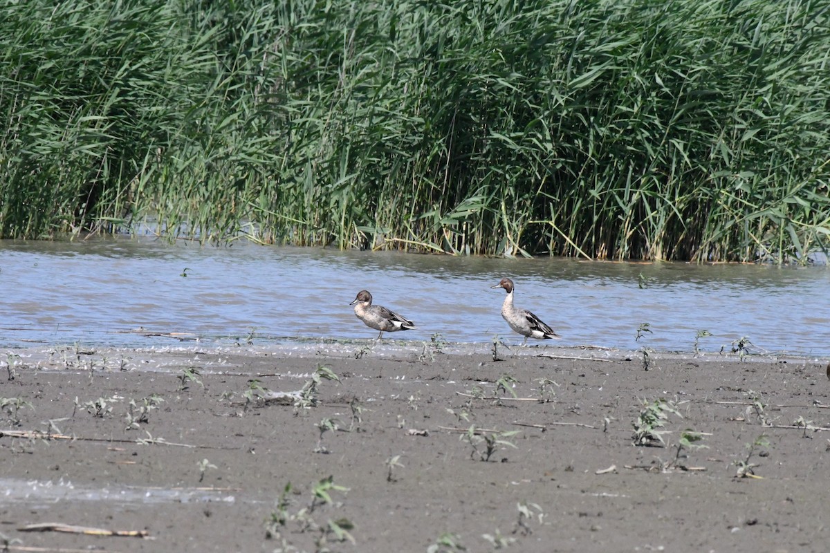 Northern Pintail - ML637990970