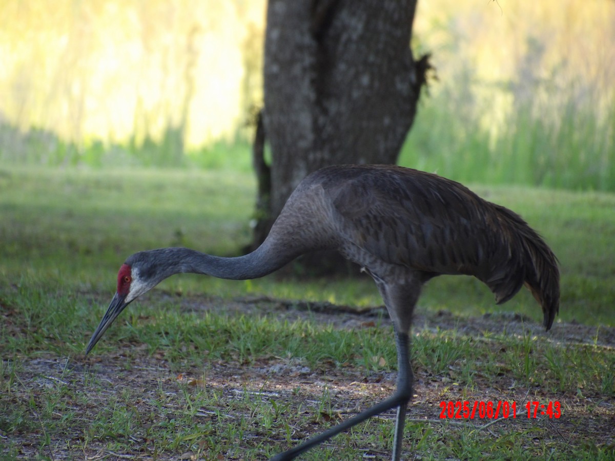 Sandhill Crane - ML637990973
