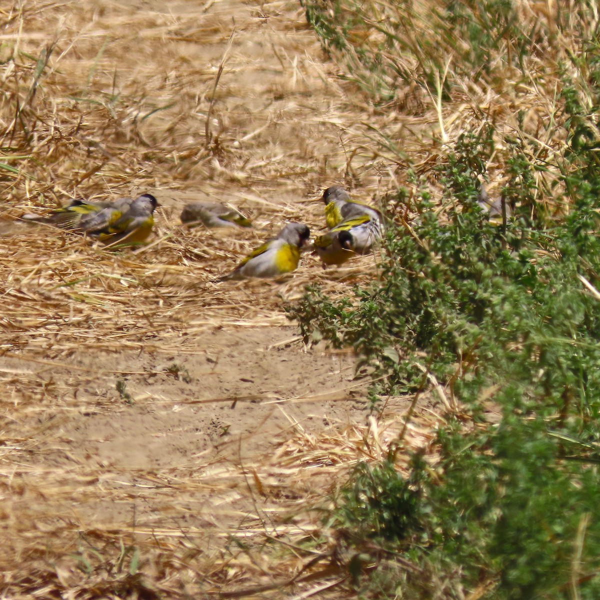Lawrence's Goldfinch - ML637990976