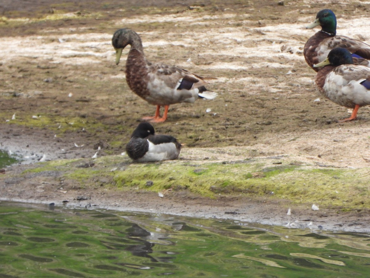 Ring-necked Duck - ML637990996
