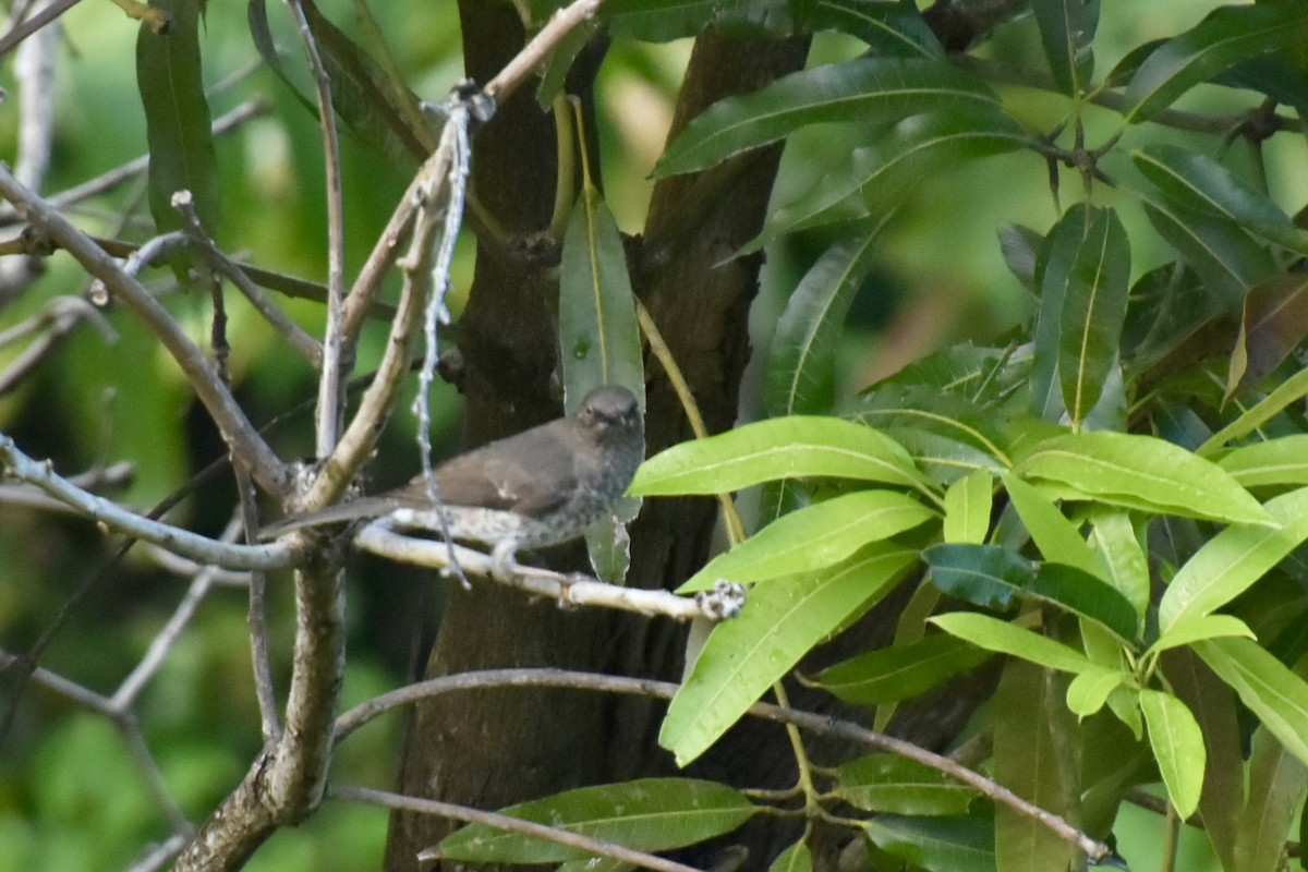 Scaly-breasted Thrasher - ML637991012
