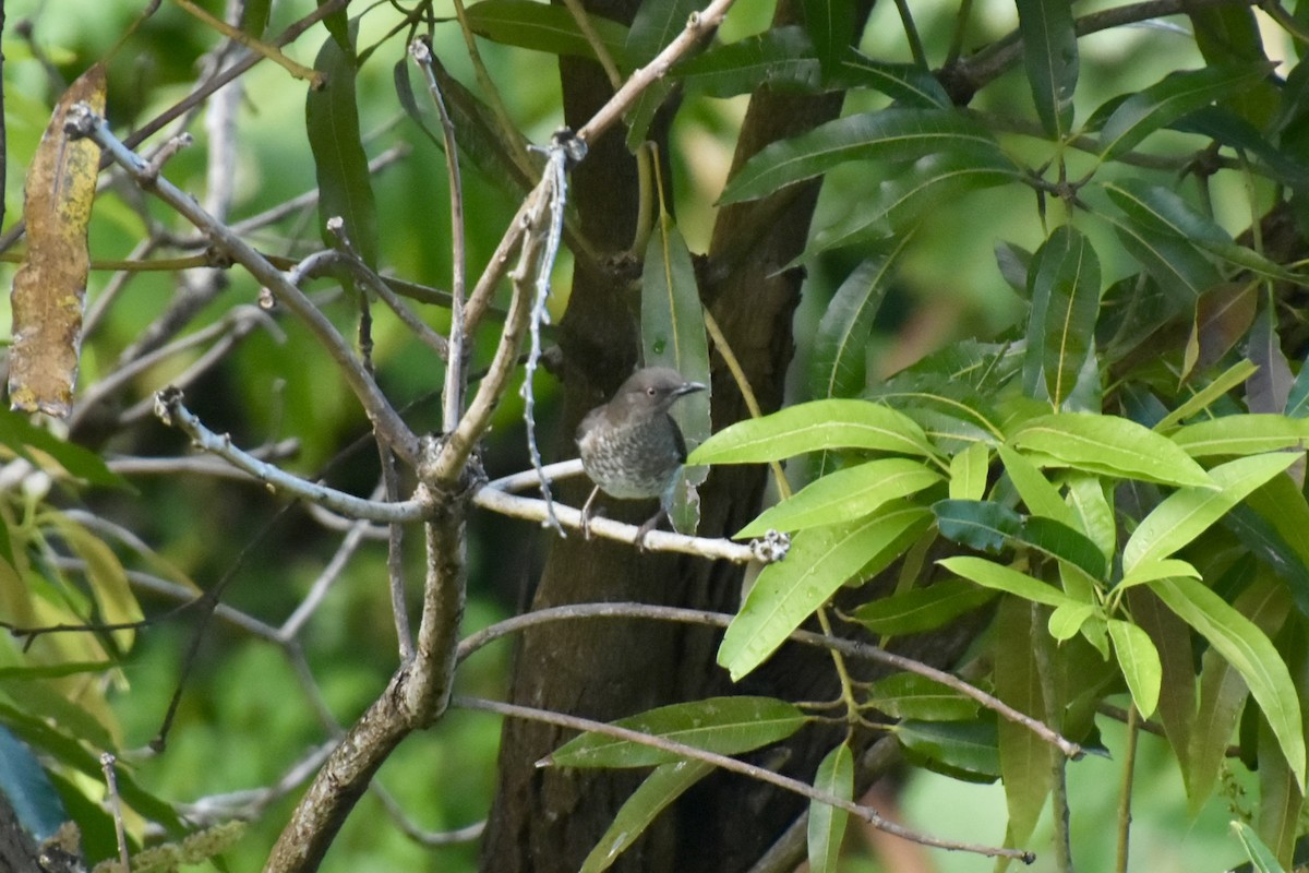 Scaly-breasted Thrasher - ML637991013