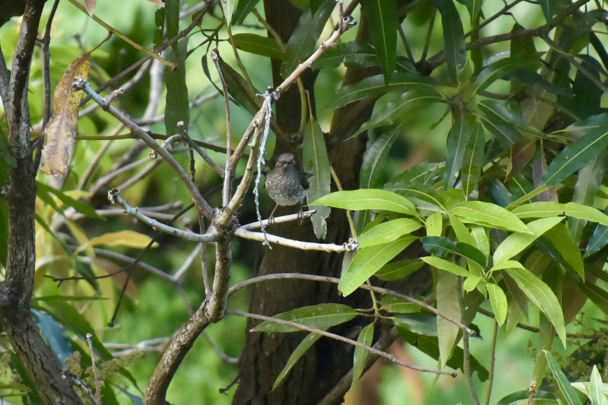 Scaly-breasted Thrasher - ML637991014