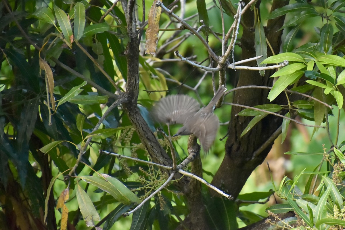 Scaly-breasted Thrasher - ML637991015