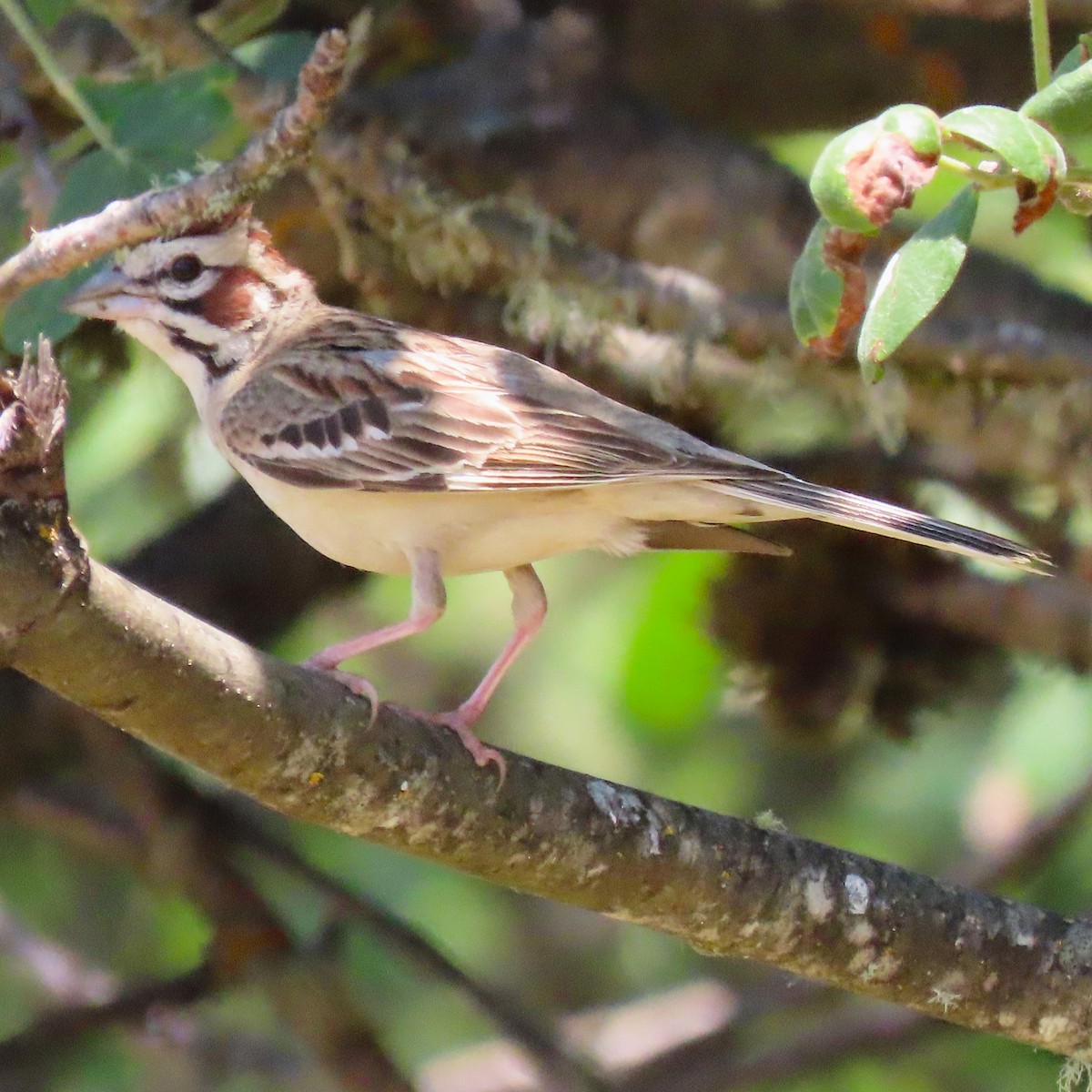 Lark Sparrow - ML637991033