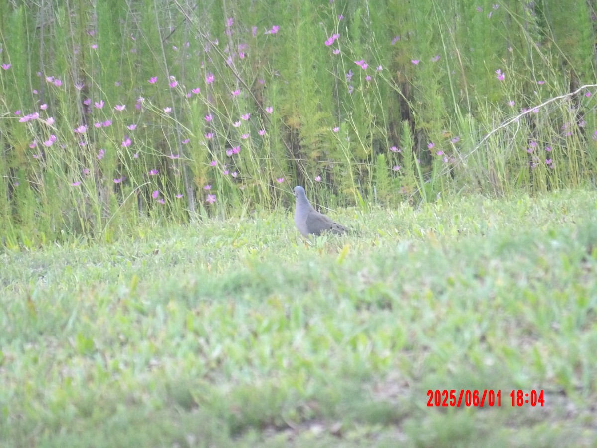 Mourning Dove - ML637991060