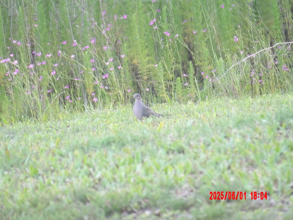 Mourning Dove - ML637991061