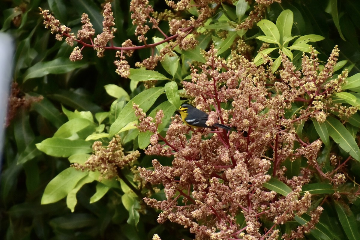 St. Lucia Warbler - ML637991069