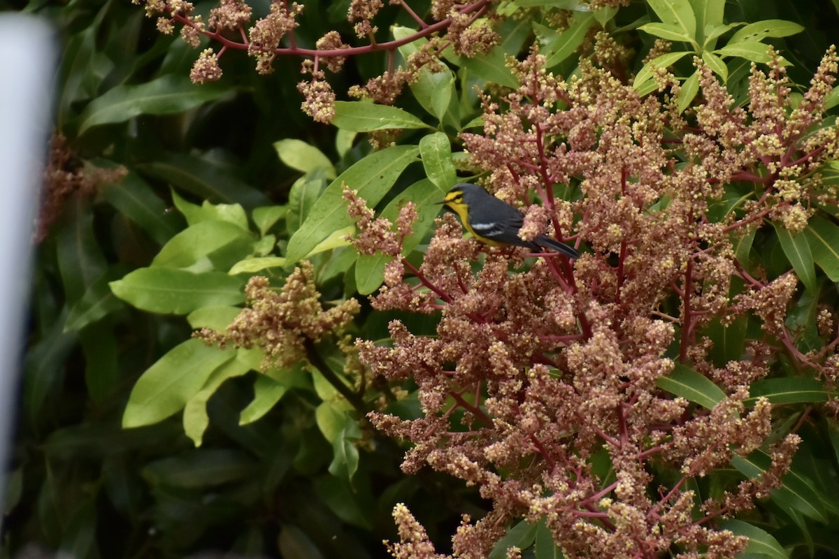 St. Lucia Warbler - ML637991070