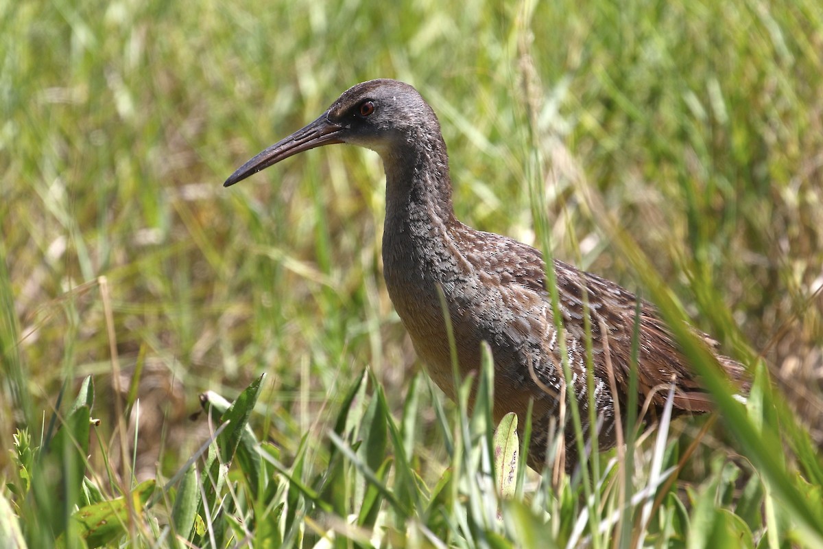 Clapper Rail - ML637991138