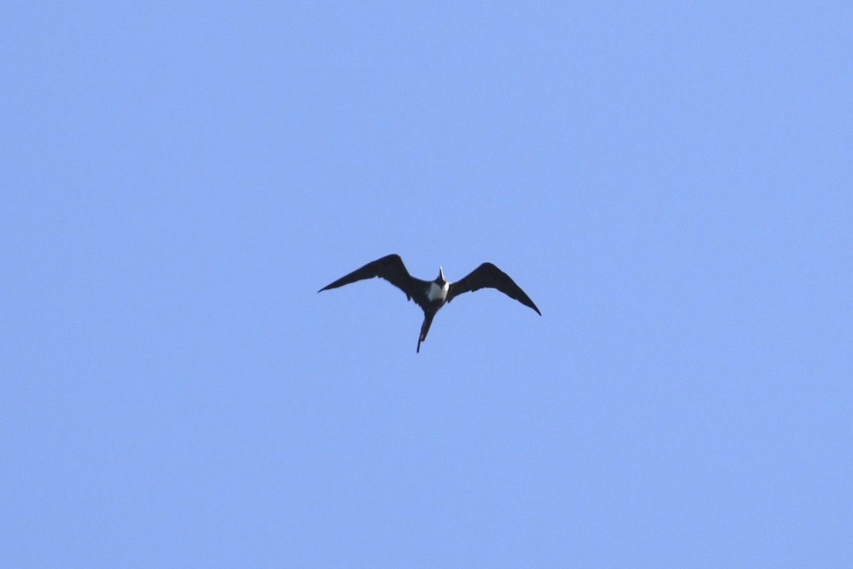 Magnificent Frigatebird - ML637991146