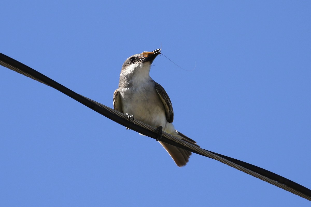 Gray Kingbird - ML637991159