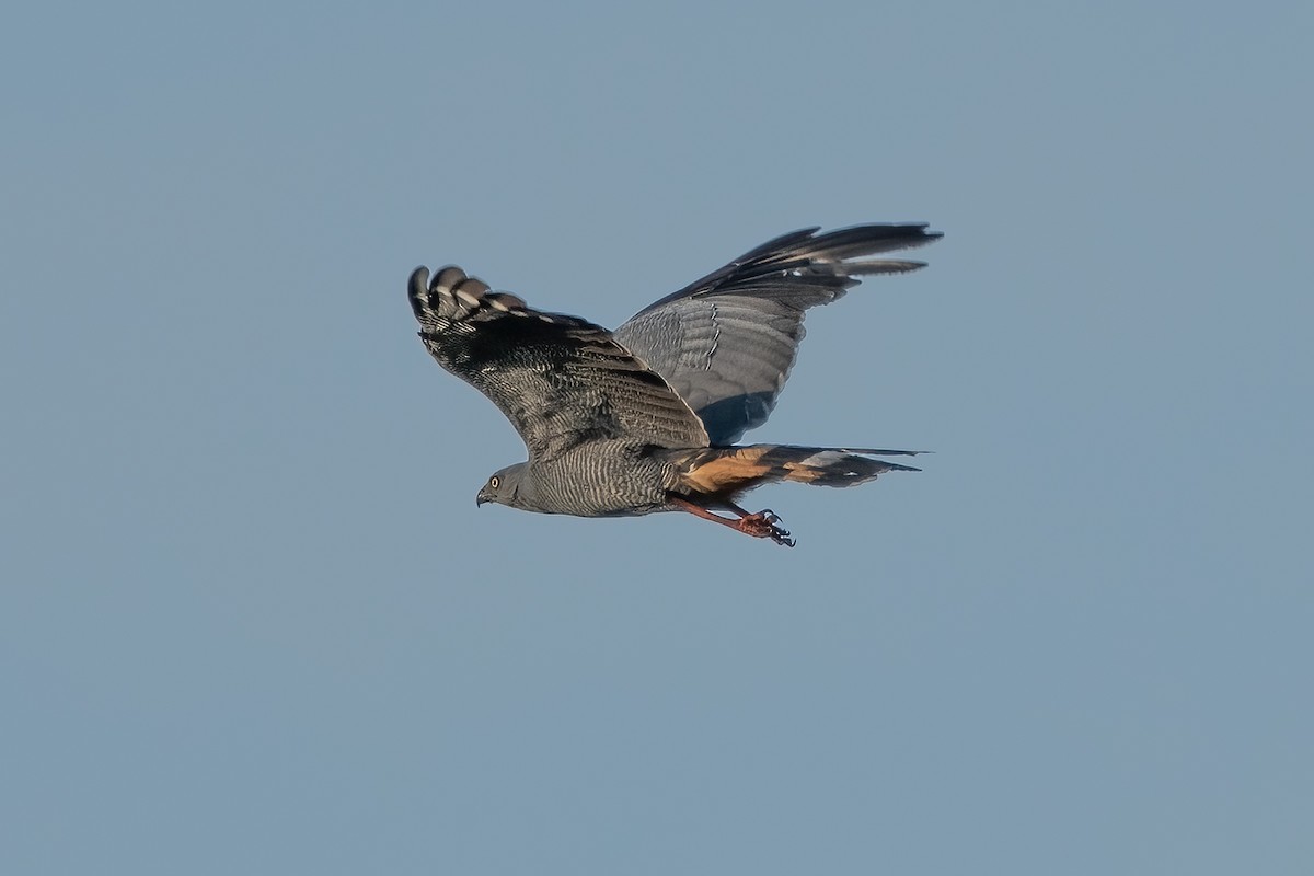 Crane Hawk - ML637991188