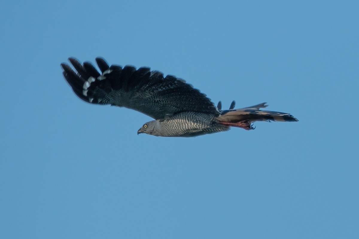 Crane Hawk - ML637991189