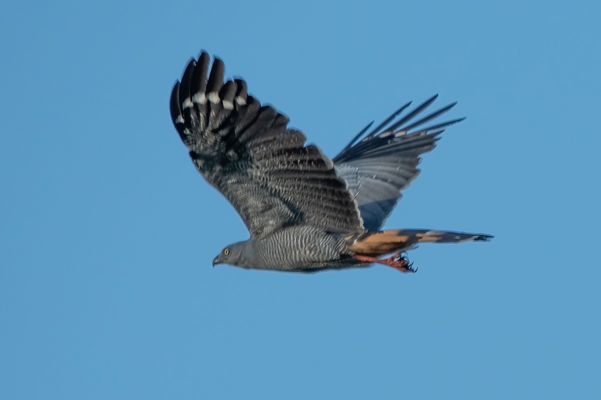 Crane Hawk - ML637991190