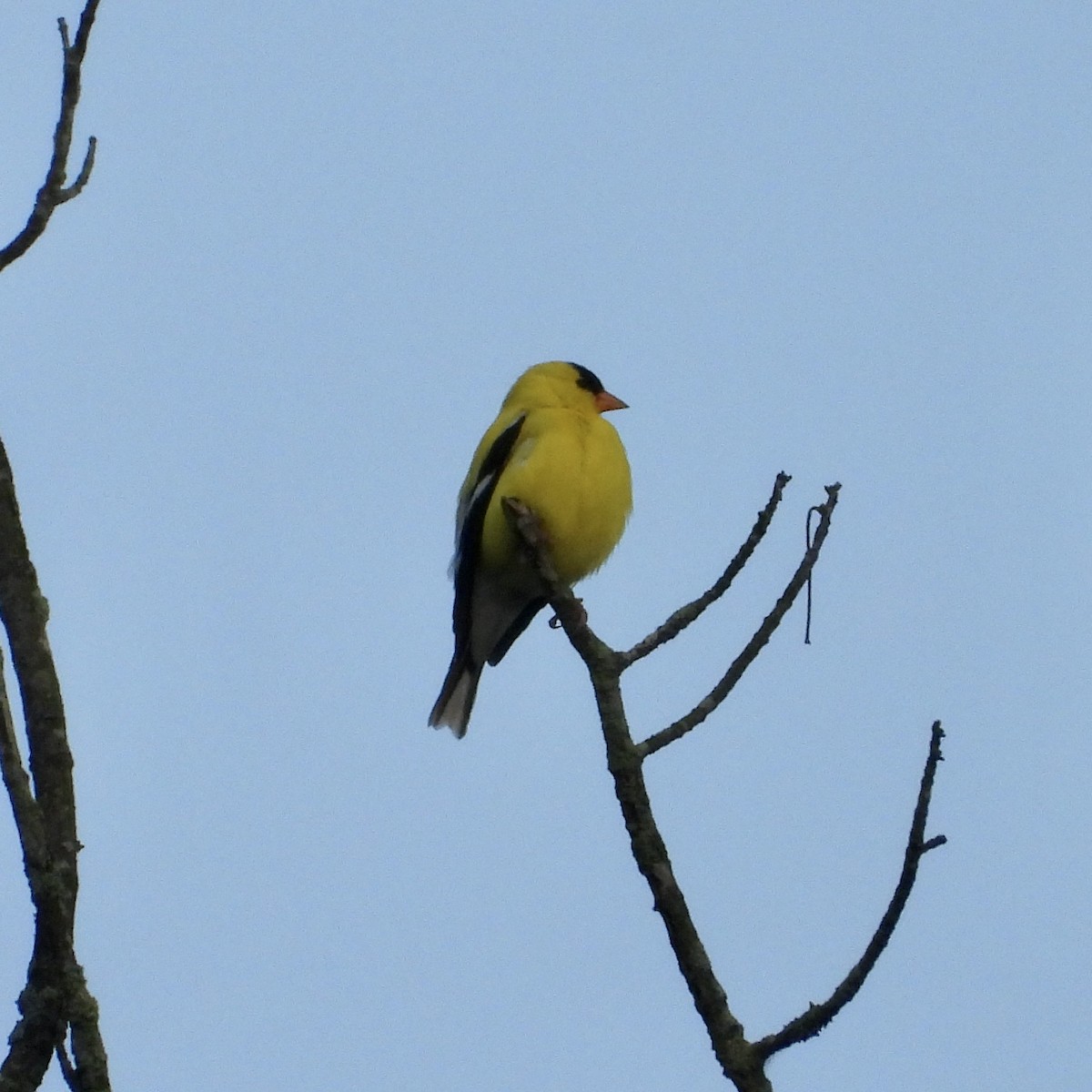 Chardonneret jaune - ML637991195