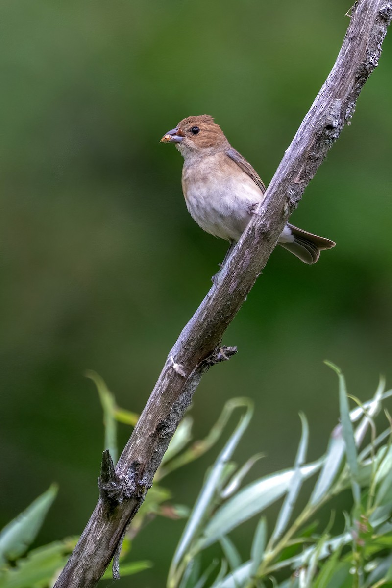Indigo Bunting - ML637991213
