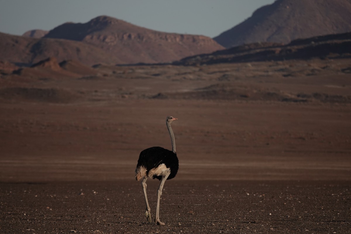 Common Ostrich - ML637991232