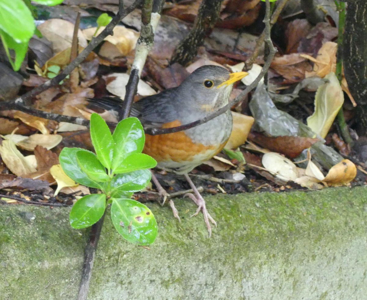 カラアカハラ - ML637991316