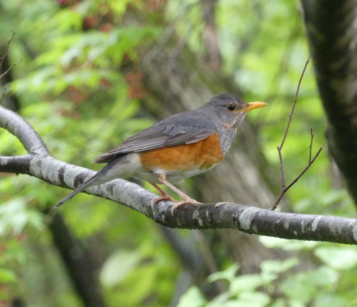 カラアカハラ - ML637991318