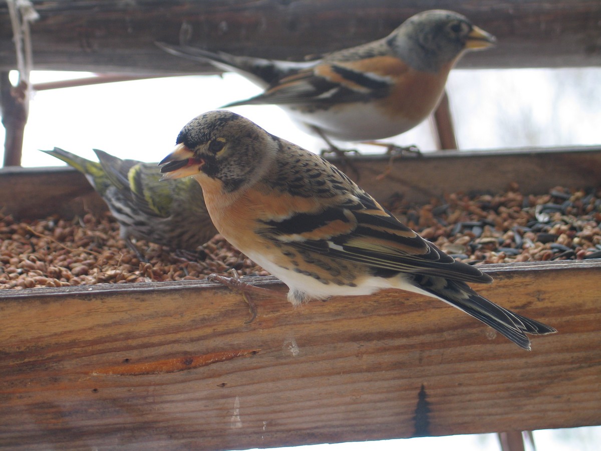 Brambling - ML637991339