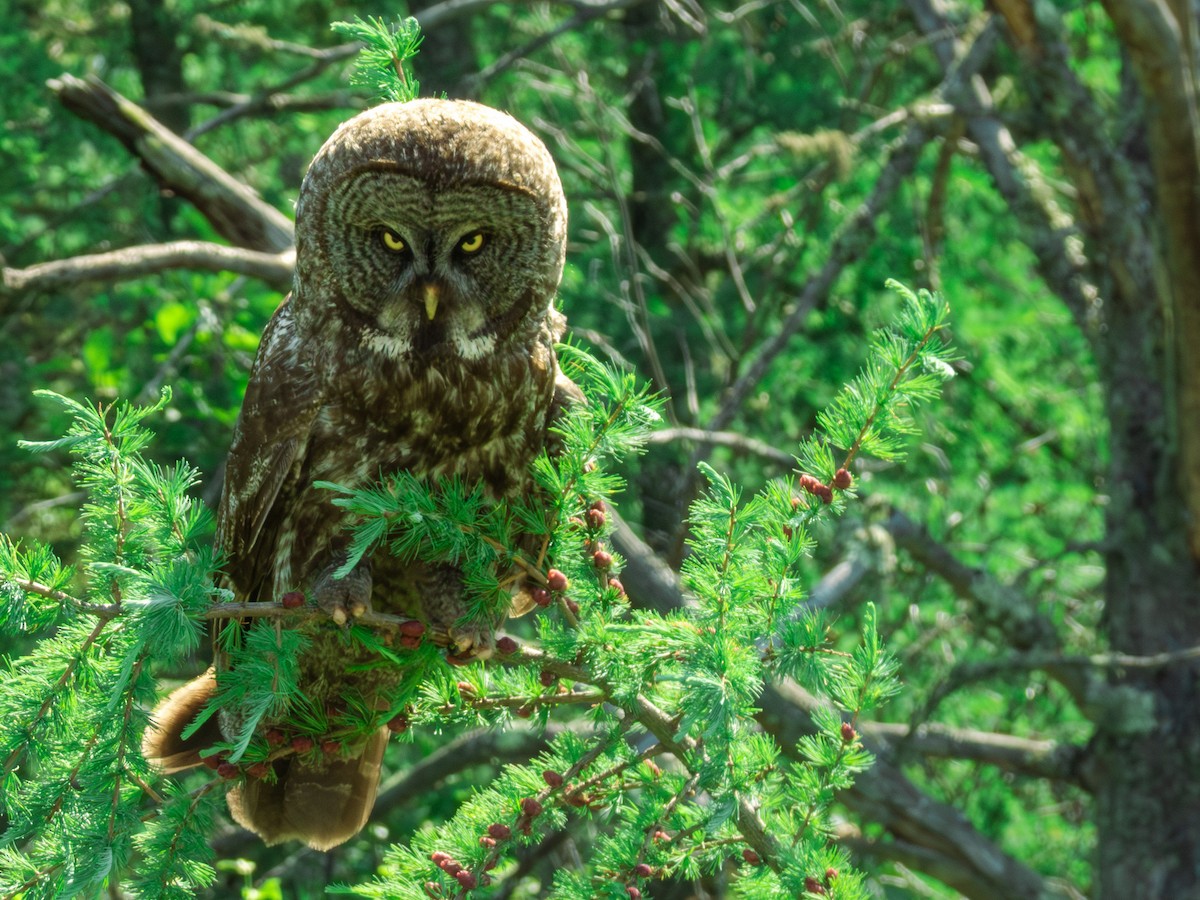 Great Gray Owl - ML637991356