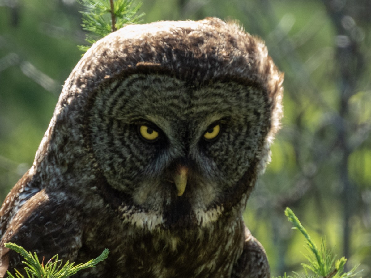 Great Gray Owl - ML637991357