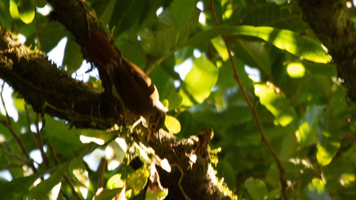 Scaly-throated Foliage-gleaner - ML637991396