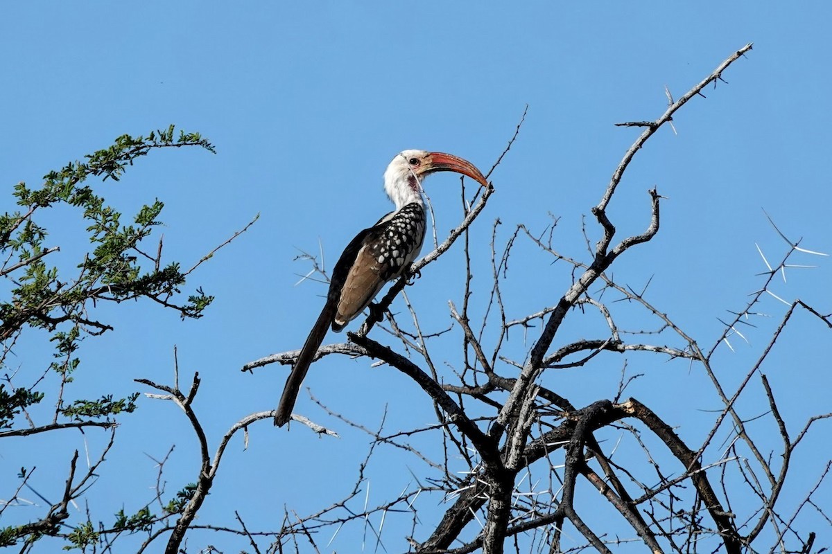 Damara Red-billed Hornbill - ML637991397