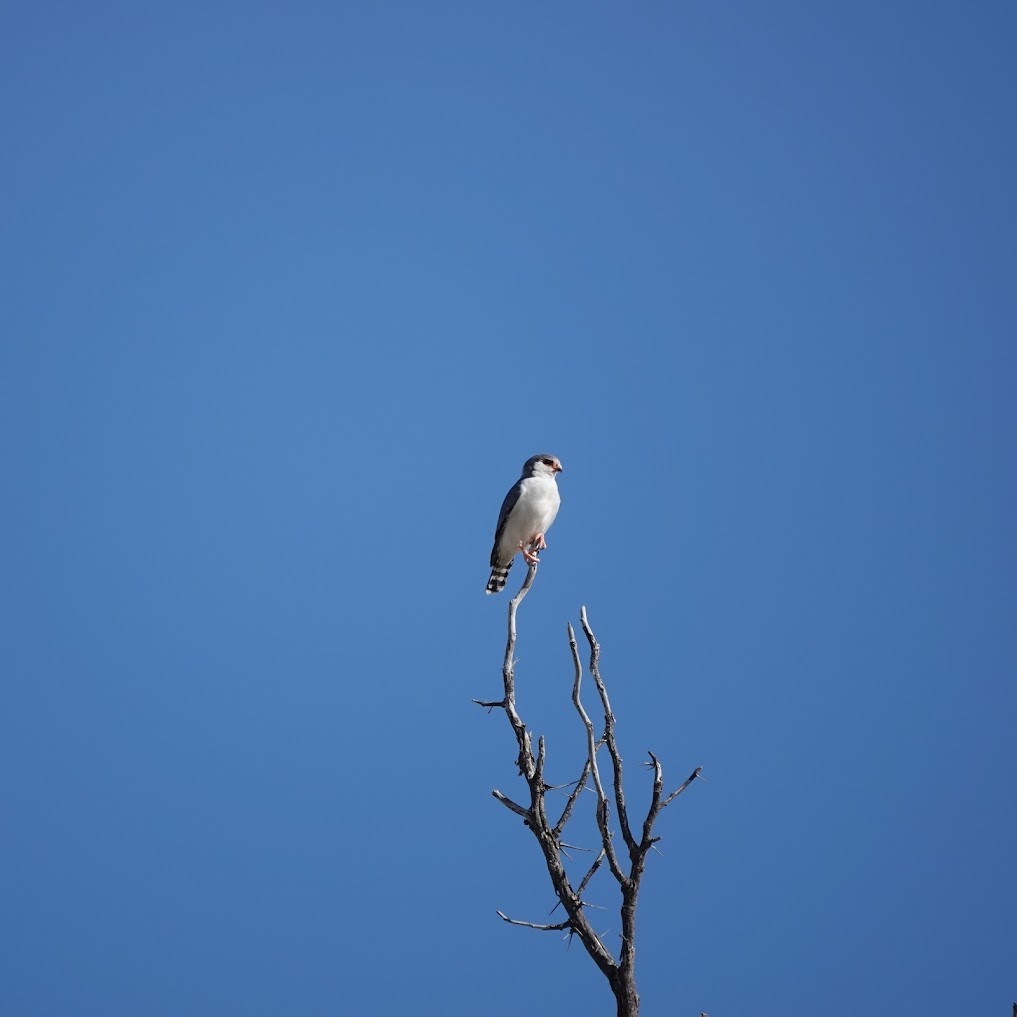Pygmy Falcon - ML637991403