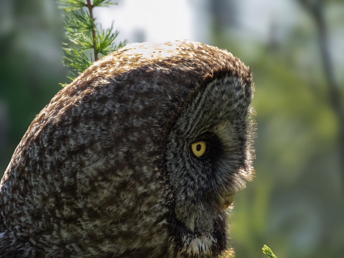 Great Gray Owl - ML637991404
